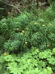 Lilium pardalinum pardalinum