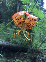 Lilium pardalinum pardalinum