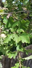 Quercus lobata