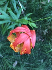 Lilium pardalinum pardalinum