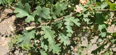 Quercus lobata