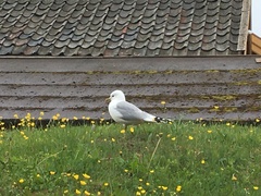 Larus canus