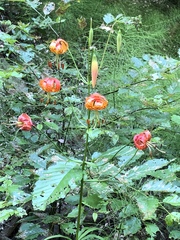 Lilium pardalinum pardalinum