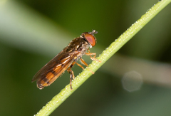 Platycheirus quadratus