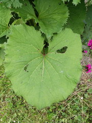 Ligularia stenocephala