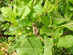 Schistocerca subspurcata