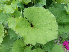 Ligularia stenocephala