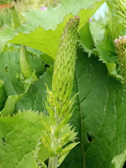 Ligularia stenocephala
