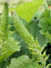 Ligularia stenocephala