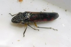 Homalodisca liturata