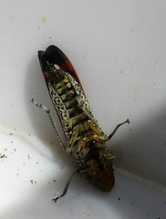 Homalodisca liturata