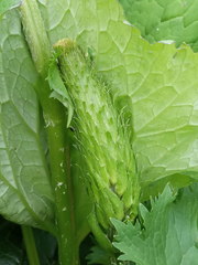 Ligularia stenocephala