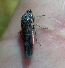 Homalodisca liturata