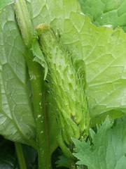 Ligularia stenocephala