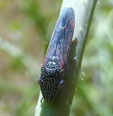 Homalodisca liturata