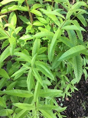 Aloysia citrodora