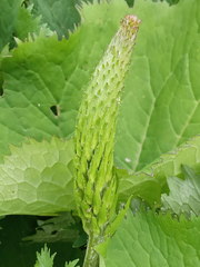 Ligularia stenocephala