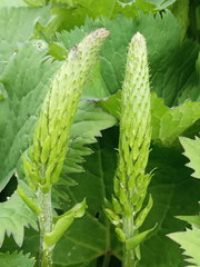 Ligularia stenocephala