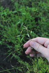 Avena fatua