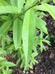Aloysia citrodora