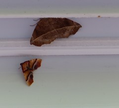 Plagodis phlogosaria