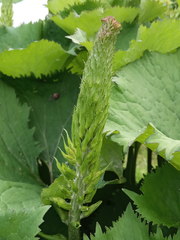 Ligularia stenocephala