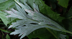 Apterona helicoidella