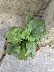 Asteraceae