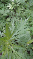 Apterona helicoidella