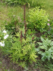 Ligularia przewalskii