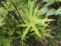 Ligularia przewalskii