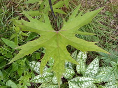 Ligularia przewalskii
