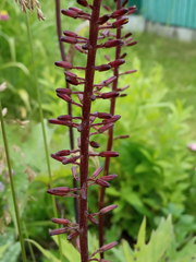 Ligularia przewalskii