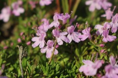 Thymus caespititius