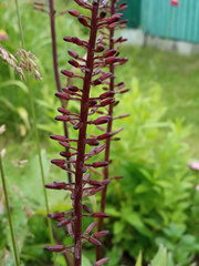 Ligularia przewalskii