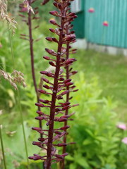 Ligularia przewalskii