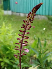 Ligularia przewalskii