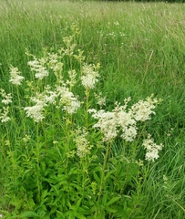 Filipendula ulmaria