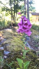 Digitalis purpurea