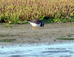 Charadrius hiaticula