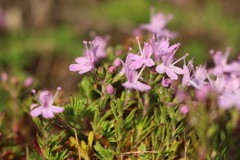 Thymus caespititius