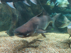 Mekong Giant Catfish photo 3