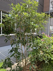 Osmanthus fragrans aurantiacus