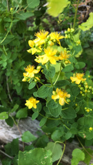 Hypericum maculatum