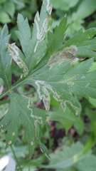 Liriomyza demeijerei