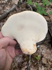 Buglossoporus quercinus