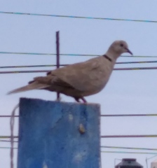 Streptopelia decaocto