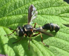 Physocephala marginata