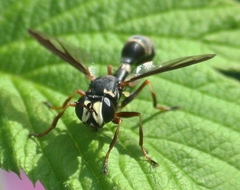 Physocephala marginata