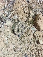 Crotalus oreganus concolor